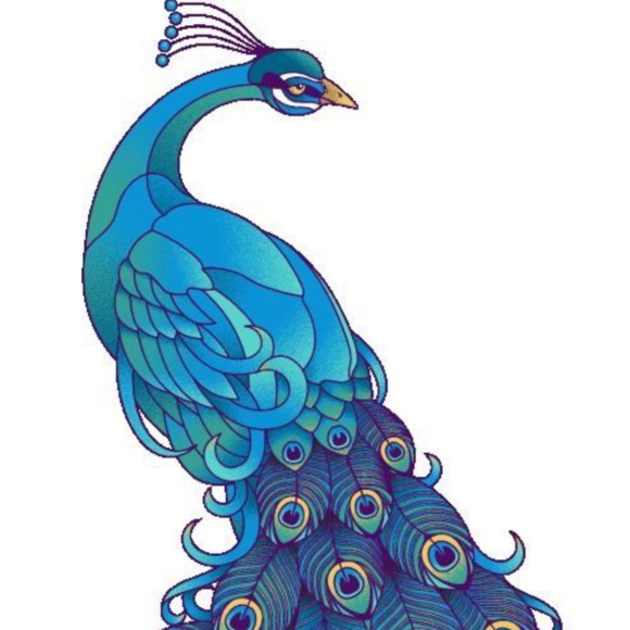 plumedpeacock